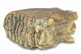 Fossil Woolly Mammoth Upper Molar - Siberia #292767-1